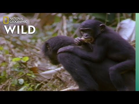 Which Animals Carry Their Babies. - Animal Autofill