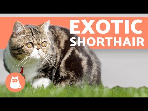 Exotic Shorthair Cat - One of the MOST AFFECTIONATE CAT Breeds
