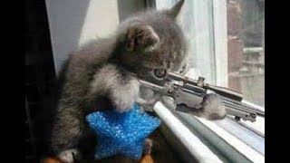 ЛУЧШИЕ ПРИКОЛЫ с котами Самые смешные видео про кошки и коты Подборка приколов на канале ПРИКОЛЫ Т