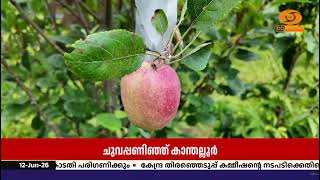 കാന്തല്ലൂർ ചുവപ്പണിഞ്ഞു; ആപ്പിൾ വിളവെടുപ്പു കാലത്ത