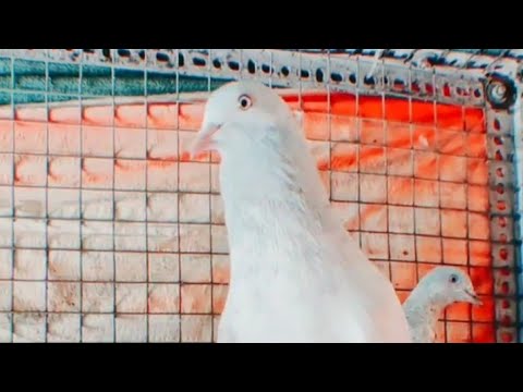 Sileti kamnger Only Show Wolvi bhai k... #petcareclub