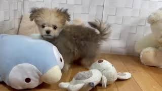 ハーフ犬の動画01