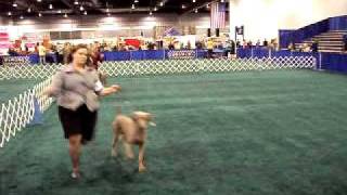 preview picture of video '1-22-10 Rose City Classic Portland OR Weimaraners BOB, BOW, BOS.AVI'