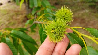 【ラジオ雑談】私の植物観について