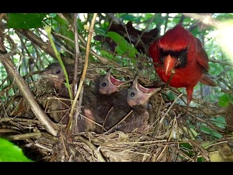 download lagu mp3 mp4 When Do Cardinals Have Their Babies, download lagu When Do Cardinals Have Their Babies gratis, unduh video klip When Do Cardinals Have Their Babies
