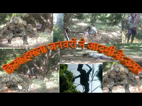 warlord vs the Outlaws posse -किया हमला जनवरों ने आदमी के ऊपर || Warriors-BBC Animals 🦘|| #viral