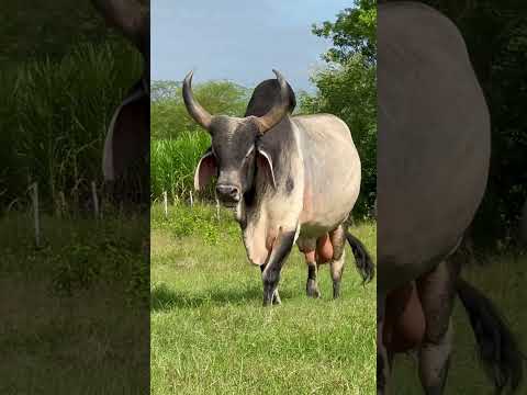 TOURAÇO ZEBU GUZERÁ NA PARAÍBA #shorts