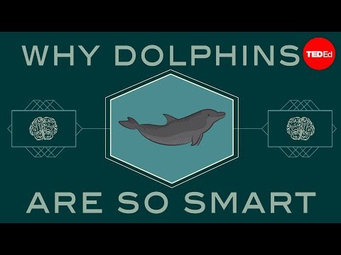 【TED-Ed】How smart are dolphins? - Lori Marino