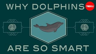 Lori Marino & Addison Anderson - How Smart Are Dolphins?