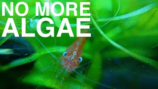 EASIEST way to GET RID OF ALGAE | One Minute Fish Tank