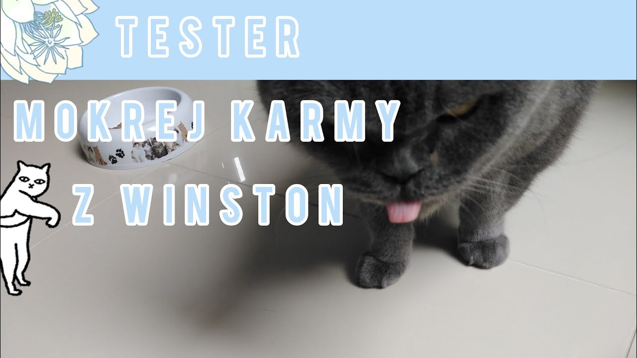 Watch Tester mokrej karmy z Winston now Tester mokrej karmy z Winston