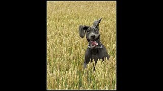 Смешные собаки, Смешное видео о собаках 2018#4