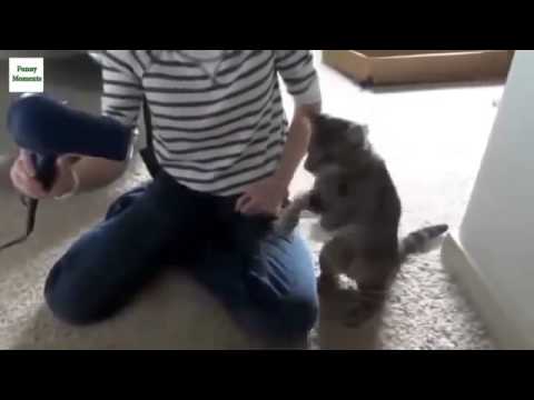 Funny Videos   Funny Cats  Funny Cat Videos   Funny Fails   Funny Vines   Funny Animals