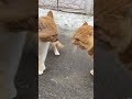 Duo Orange Fight With Argument Cat Cats Shorts
