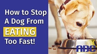 How to Stop a Dog From Eating Too Fast | Animal Behavior College