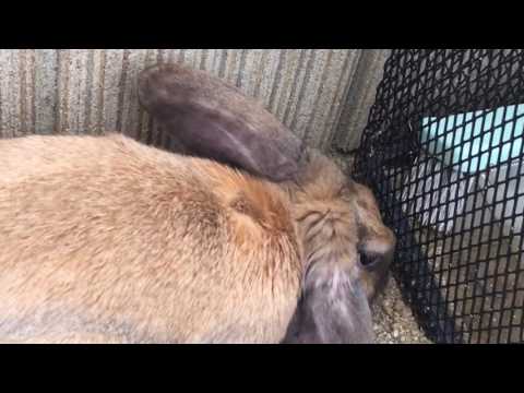 庭のネズミ穴 知り方 駆除方法 認識する