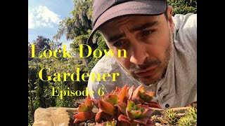 Lock Down Gardener - Episode 6 - Planting Alpines