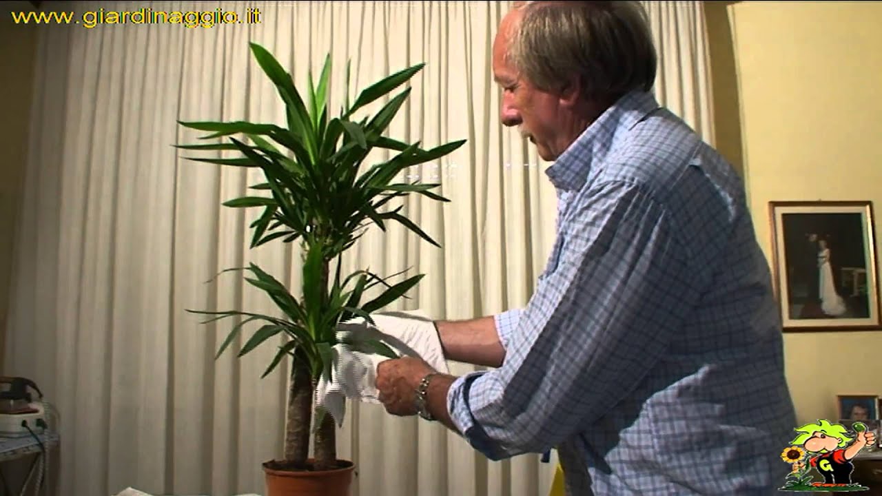 coltivazione delle yucche