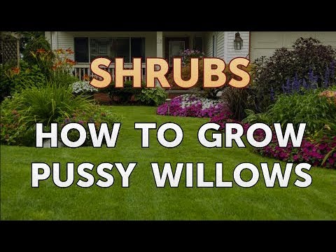 How to Prune a Bottlebrush Shrub