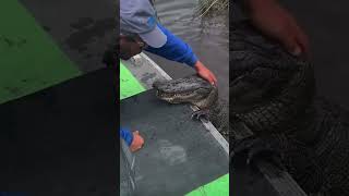 🥰💖🐊 Petting Alligator On It's Head [SO CUTE 😍] #shorts #funny #alligator #viral #cute #trending
