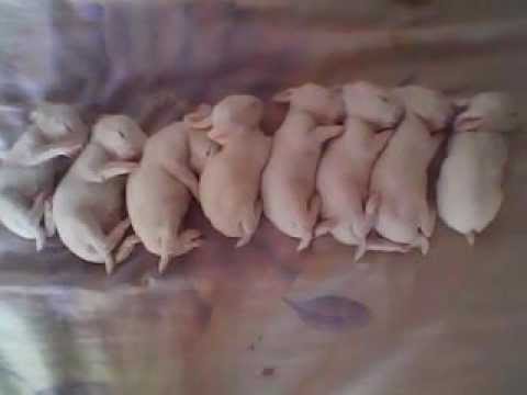 coelhinhos engraçados