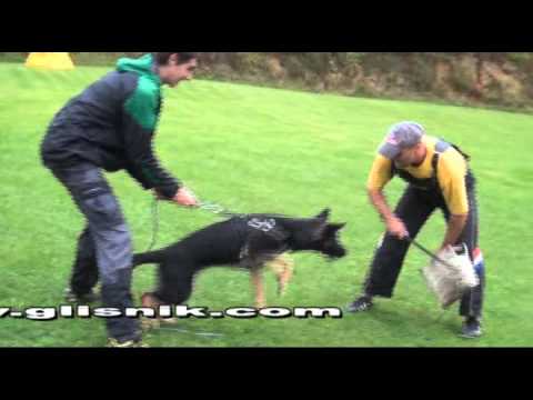 Hudgins Vikar - protection, 7,5 months