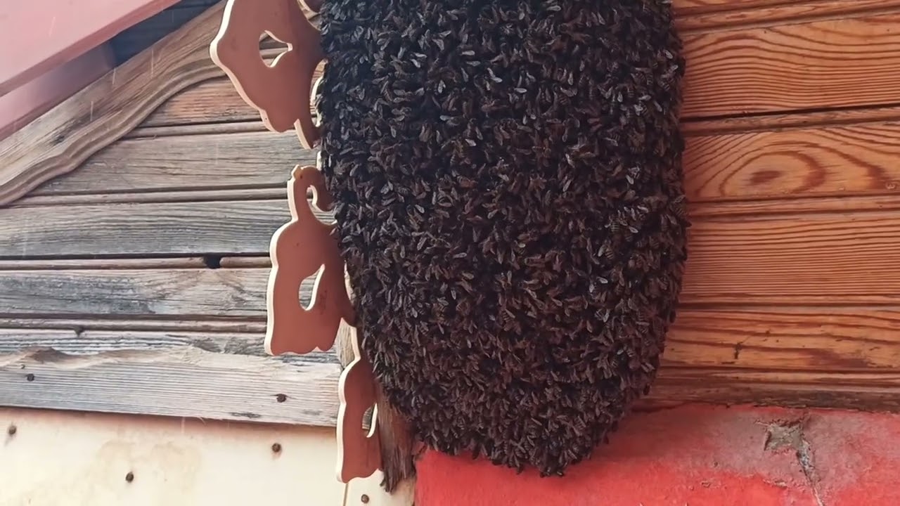 يحدث بالجزائر ثلوج تتساقط وطرود نحل تخرج من الخلايا بتاريخ 2026/03/15 