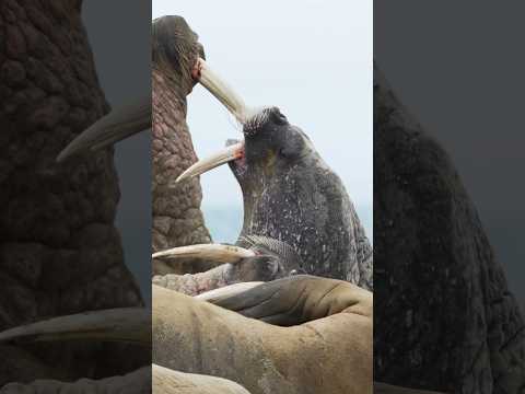 Inside the Arctic: Giant Walrus