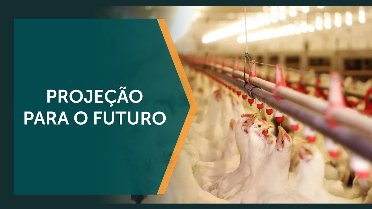 Produção de frangos regenerativos pode ser adotada no Brasil