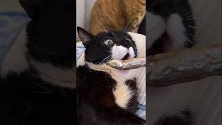 #cat #cute #catvideo #cutecat #funnyvideo