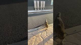 夏の夕方5時、帰宅するドラ猫🐈🏠 #cat #ねこ #猫 #ねこのいる生活  #スコティッシュフォールド