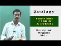 Zoology Human Body Receptor Organs Skin Largest Organ In Our Body Function Defects