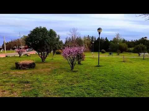 Cerezos florecidos.. #lapampa #trenel #drone