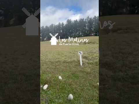 La Parcela Premium que Todos Quieren en Puerto Octay