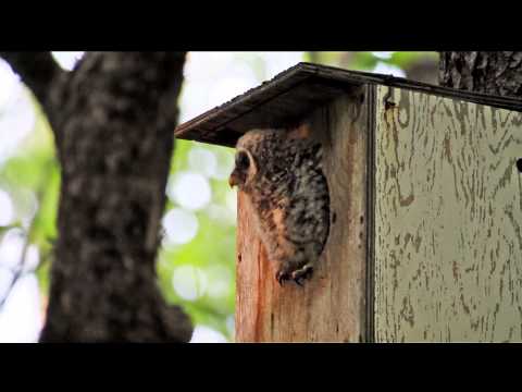 Barred Owl Leaving Nest Box