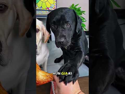 Thử nghiệm với gạch giả!