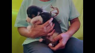 Video preview image #3 Miniature Australian Shepherd Puppy For Sale in BOUSE, AZ, USA