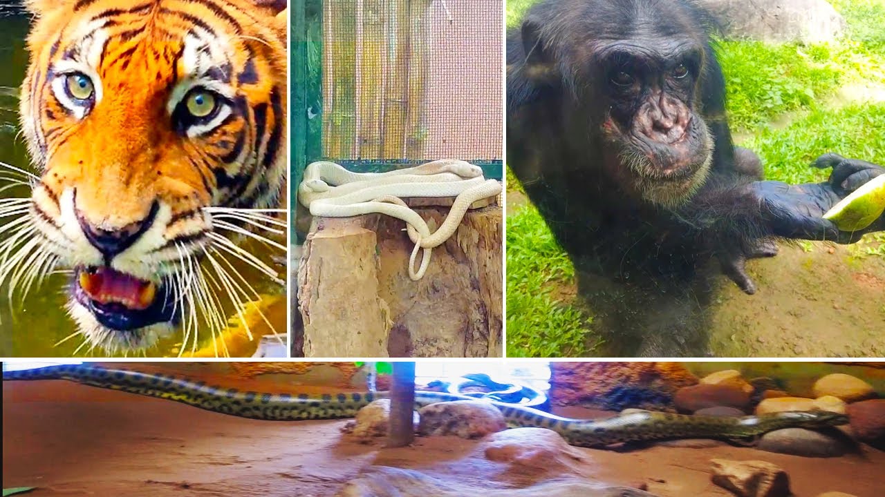 Experience a virtual tour of National Zoological Gardens.