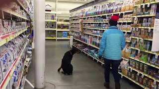 Download Lagu DOG TRAINING | OFF LEASH K9 TRAINING Thumbnail
