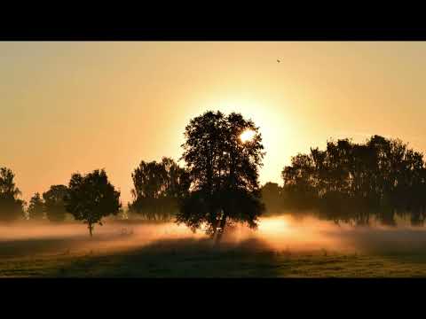The Wonder tree - Photos slideshow - calming music