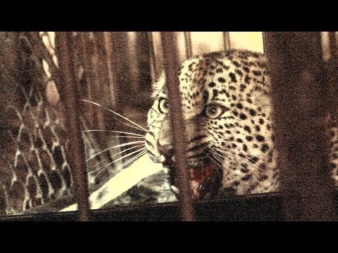 Angry leopard release