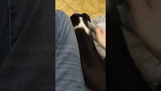 Greyhound Puppies Videos