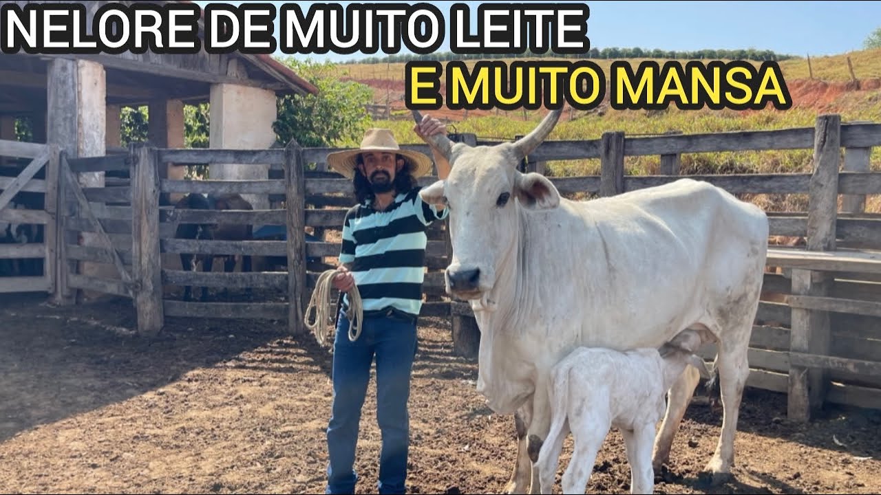 NUNCA VI UMA VACA NELORE DAR TANTO LEITE ASSIM