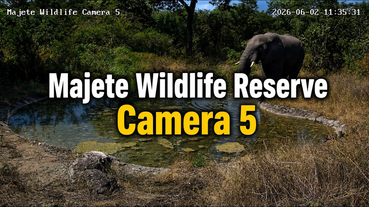Live webcam view of Majete Wildlife Reserve Cam 5