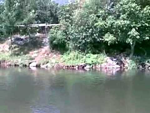 Lov skobalja , klena na algu