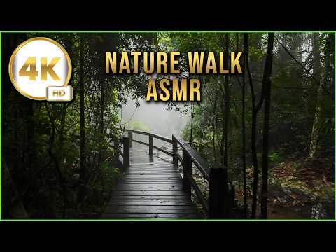 POV Hiking: Walking Through a Magical Misty Forest at Dawn Nature ASMR
