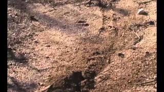 Crimes A Perfect Circle