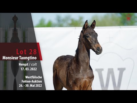 Fohlen-Auktion 26. - 30. Mai Lot 28 Monsieur Taongtino Hengst v. Majestic Taonga - Dante Weltino