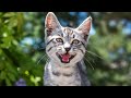 Mother Cat Calling For Her Kittens | Mom Cat Sounds | Mummy Cat Voice | Mama Cats Meowing Videos