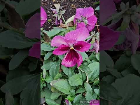 どの花が蝶を最も惹きつけるでしょうか?彼らの好きな色は何ですか?  庭園